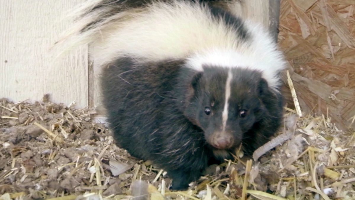 Bbc Two - Super Senses: The Secret Power Of Animals, Scent, How A Skunk 