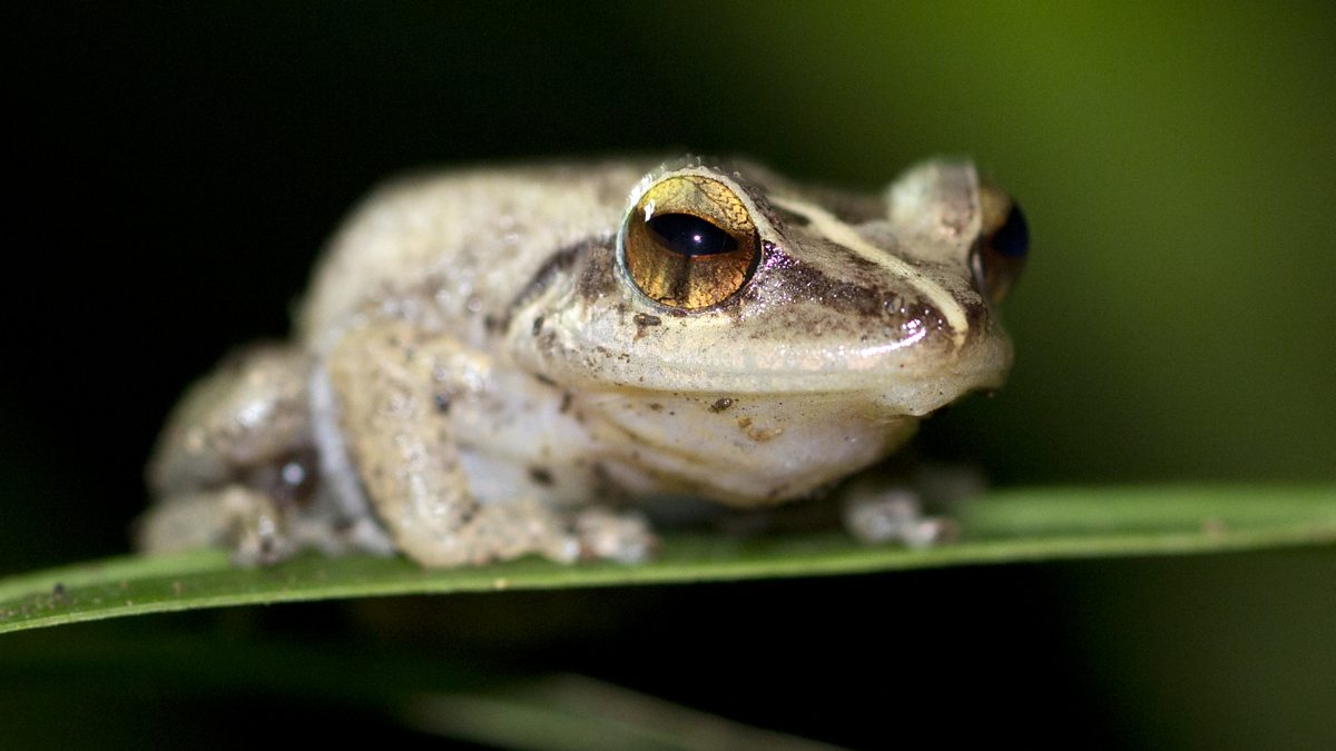 BBC Two - Super Senses: The Secret Power of Animals - Sound