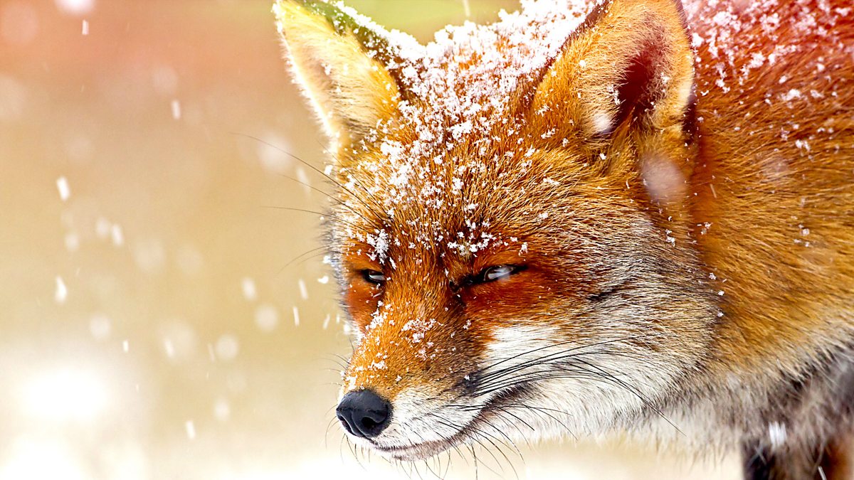 BBC Four - The Wonder of Animals, Foxes