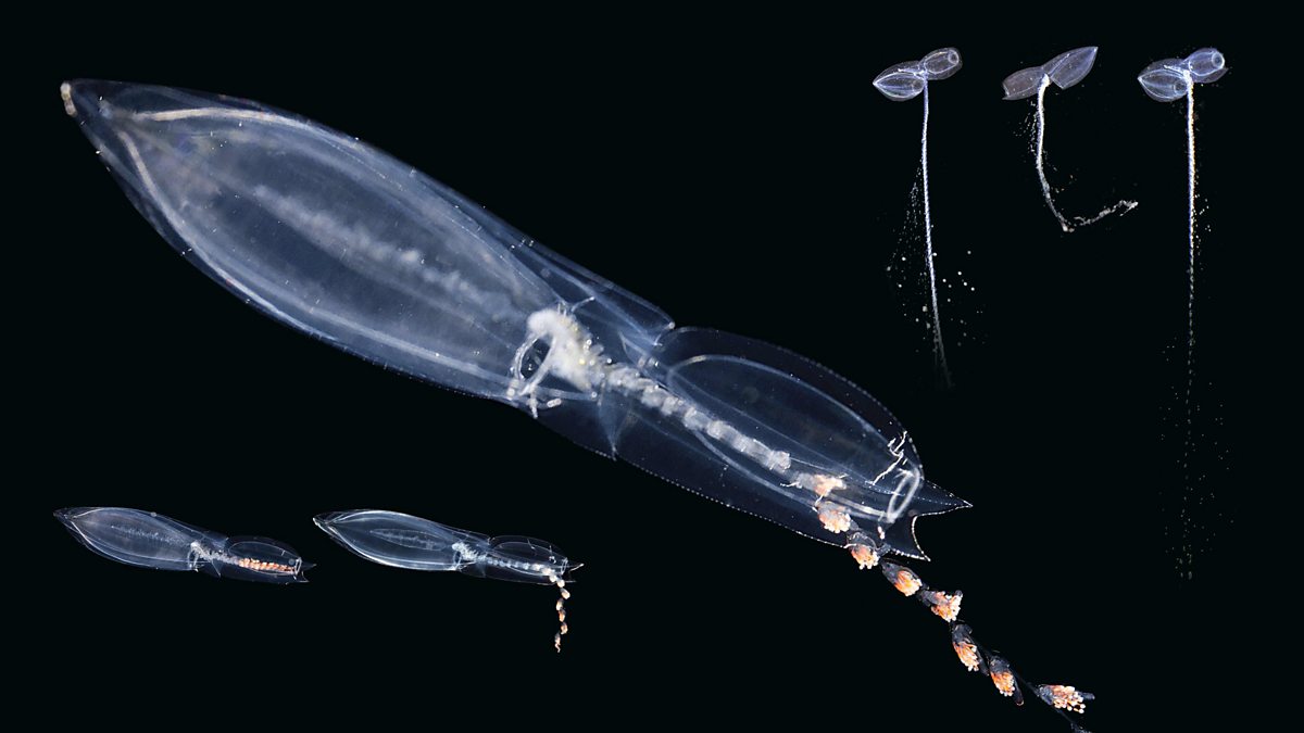 Цепь фитопланктон зоопланктон. Воздушный планктон. Зоопланктон. Сифонофор оружие. Сеть джеди зоопланктон.