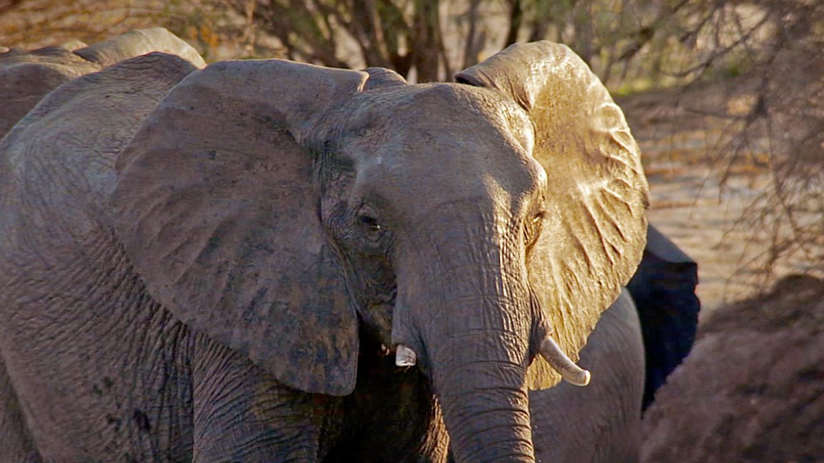 BBC Four The Wonder of Animals, Elephants, How to keep an elephant cool