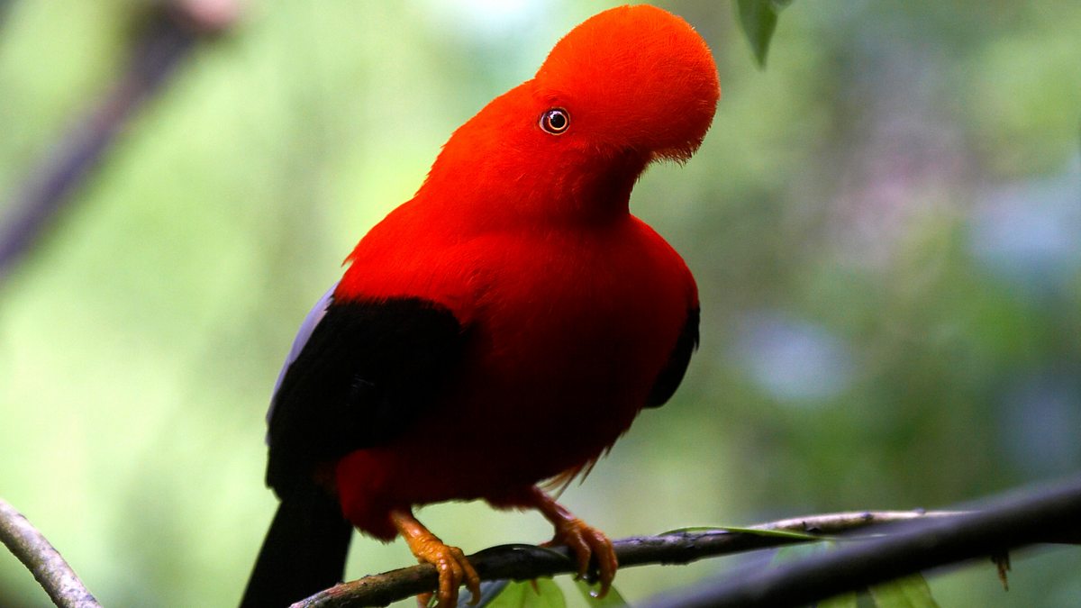 Male andean cock of the rock