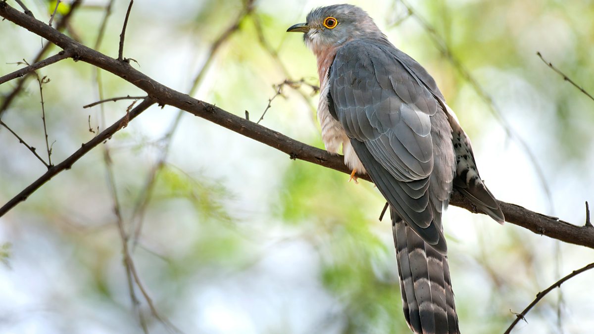 BBC Radio 4 - Tweet of the Day, Common Hawk Cuckoo