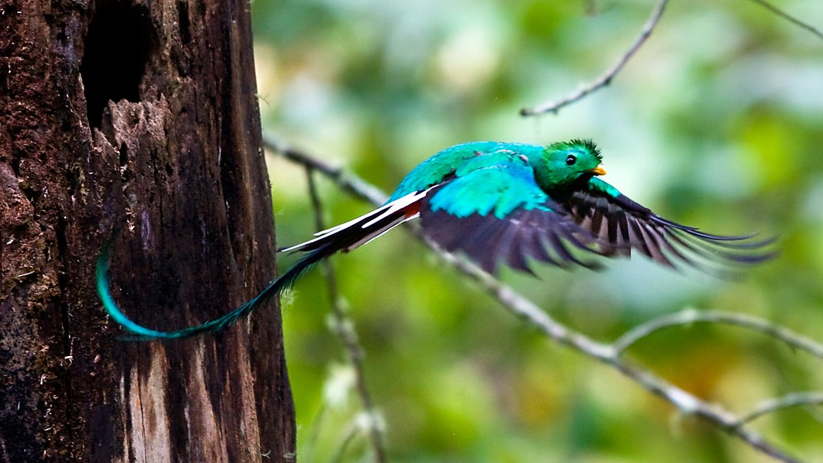 Quetzal Open Wings
