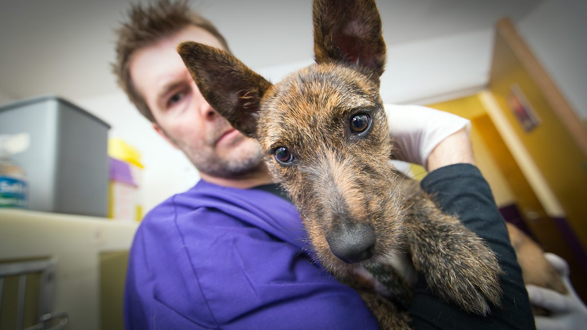 BBC One Rhod Gilbert's Work Experience, Series 5, Vet, Poppy goes to