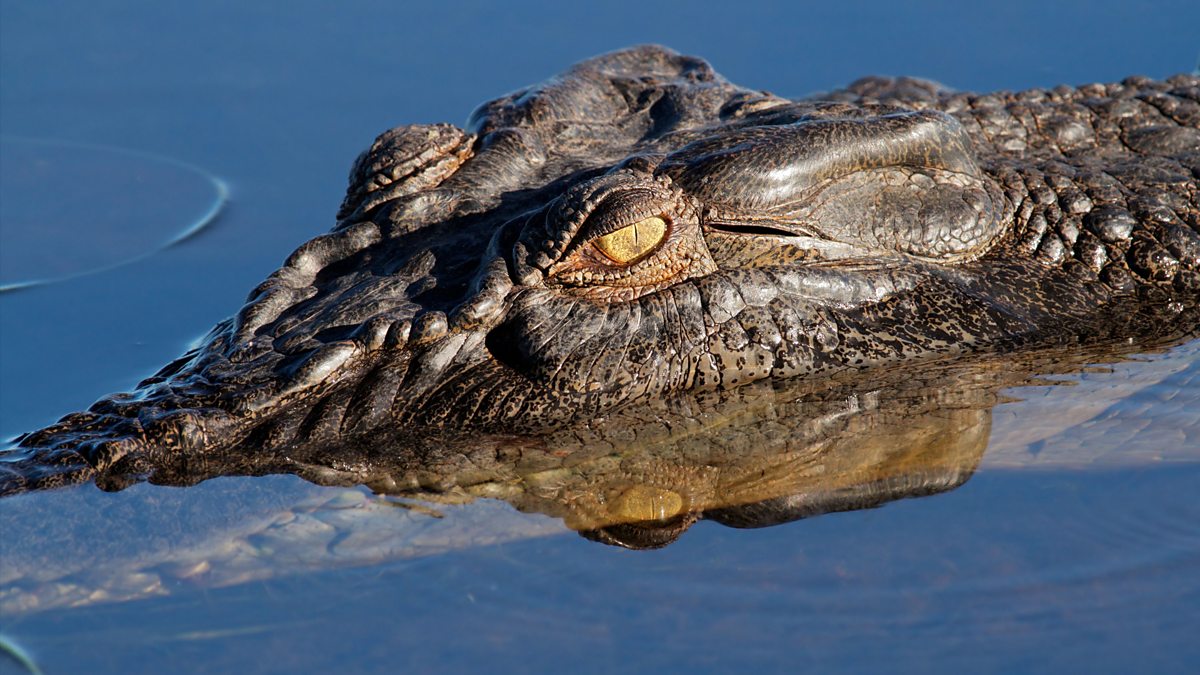 BBC Four - The Wonder of Animals, Crocodiles