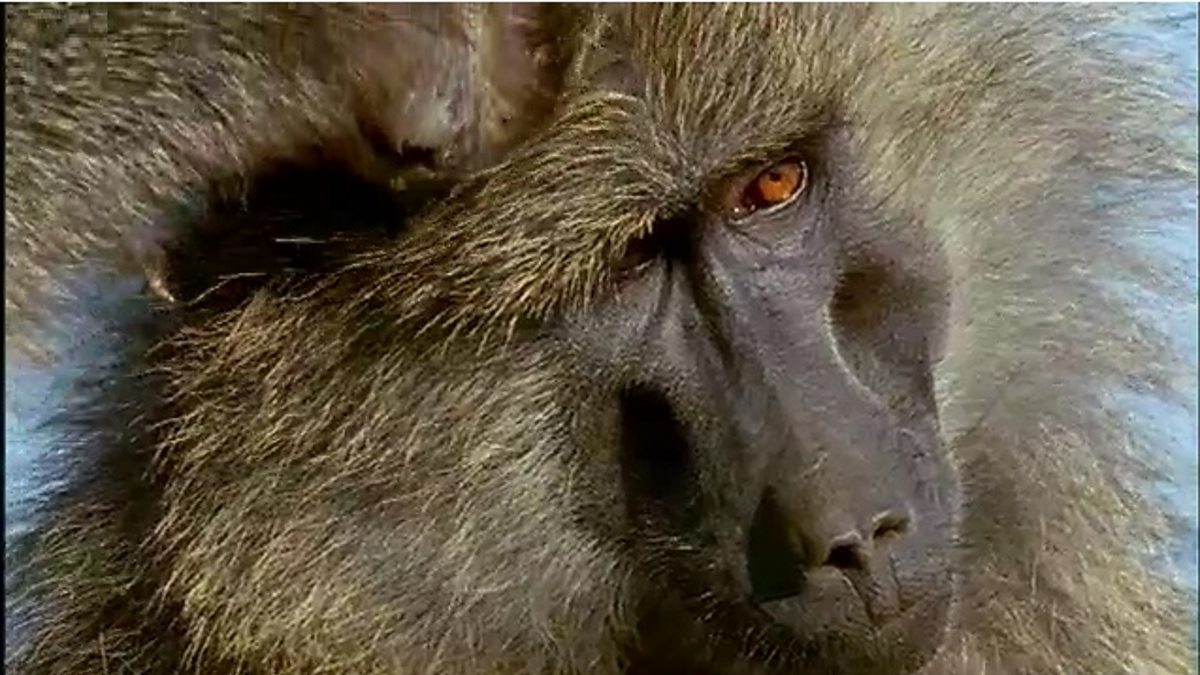 BBC One - The Life of Mammals, Social Climbers, Baboon society