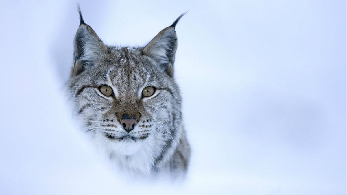 lynx kitten sounds