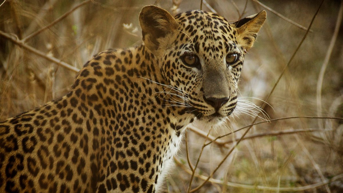 yala leopard safari
