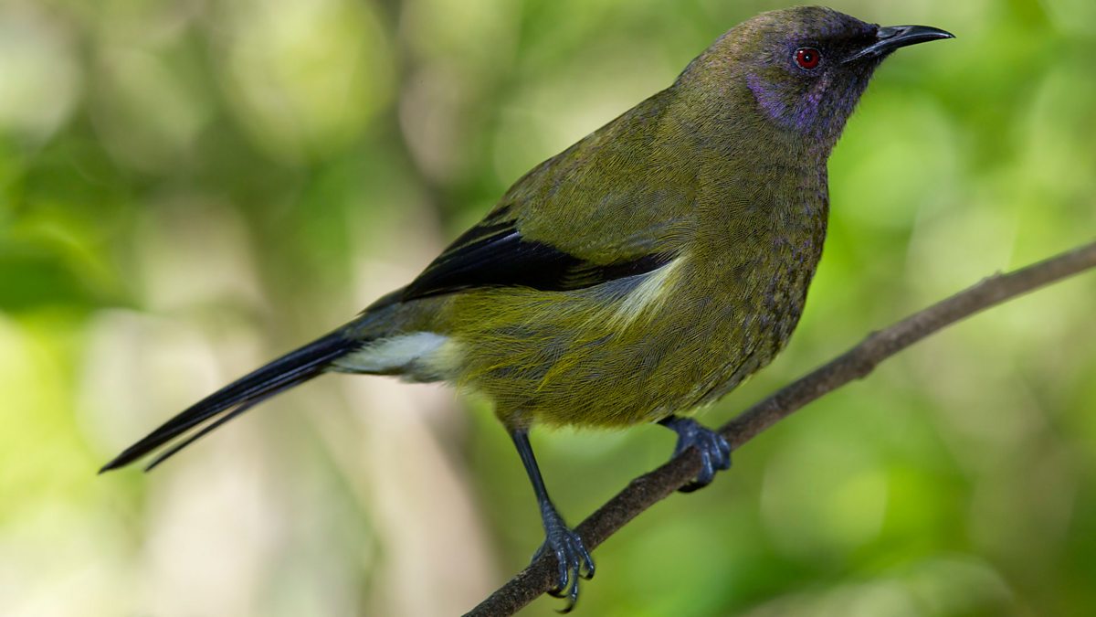 BBC Radio 4 Tweet of the Day, New Zealand Bellbird