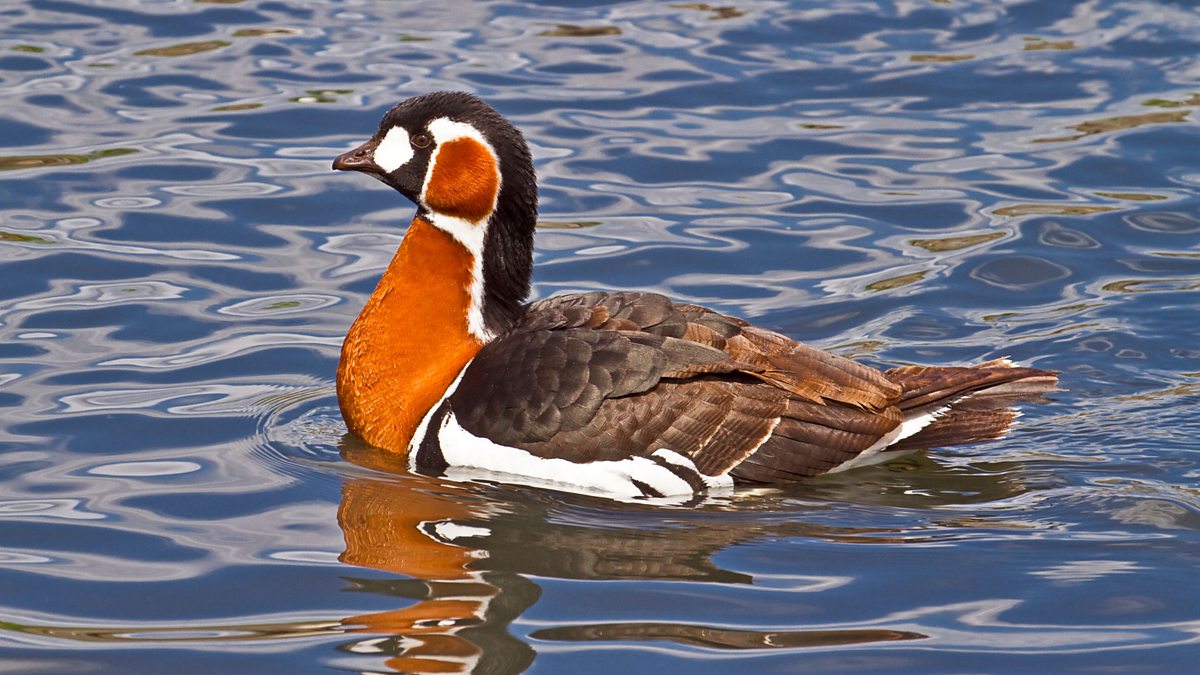 BBC Radio 4 - Tweet of the Day, Red-breasted Goose