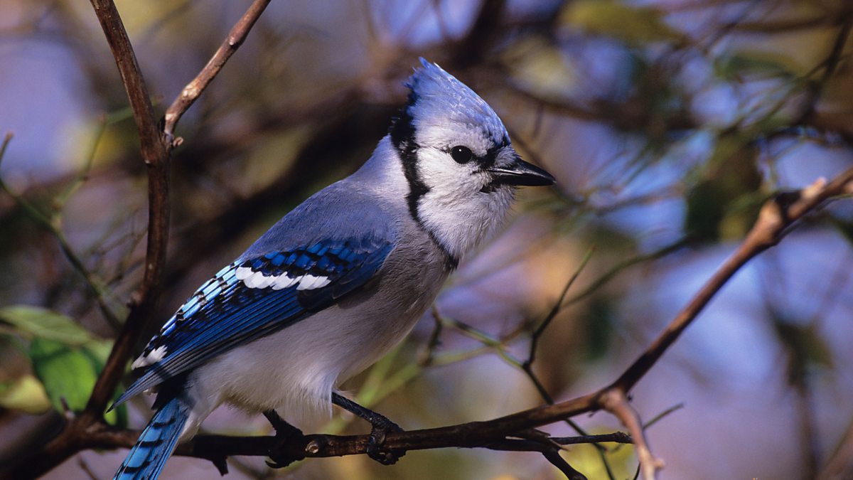 c Radio 4 Tweet Of The Day Blue Jay