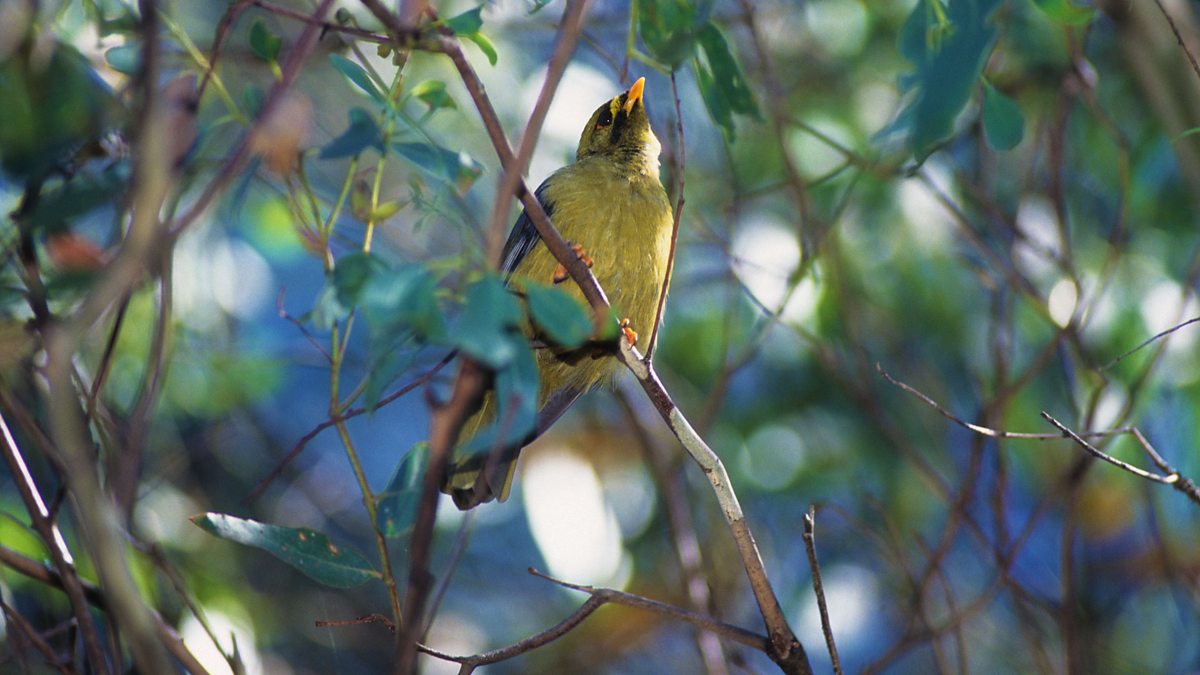 BBC Radio 4 - Tweet of the Day, Bell Miner