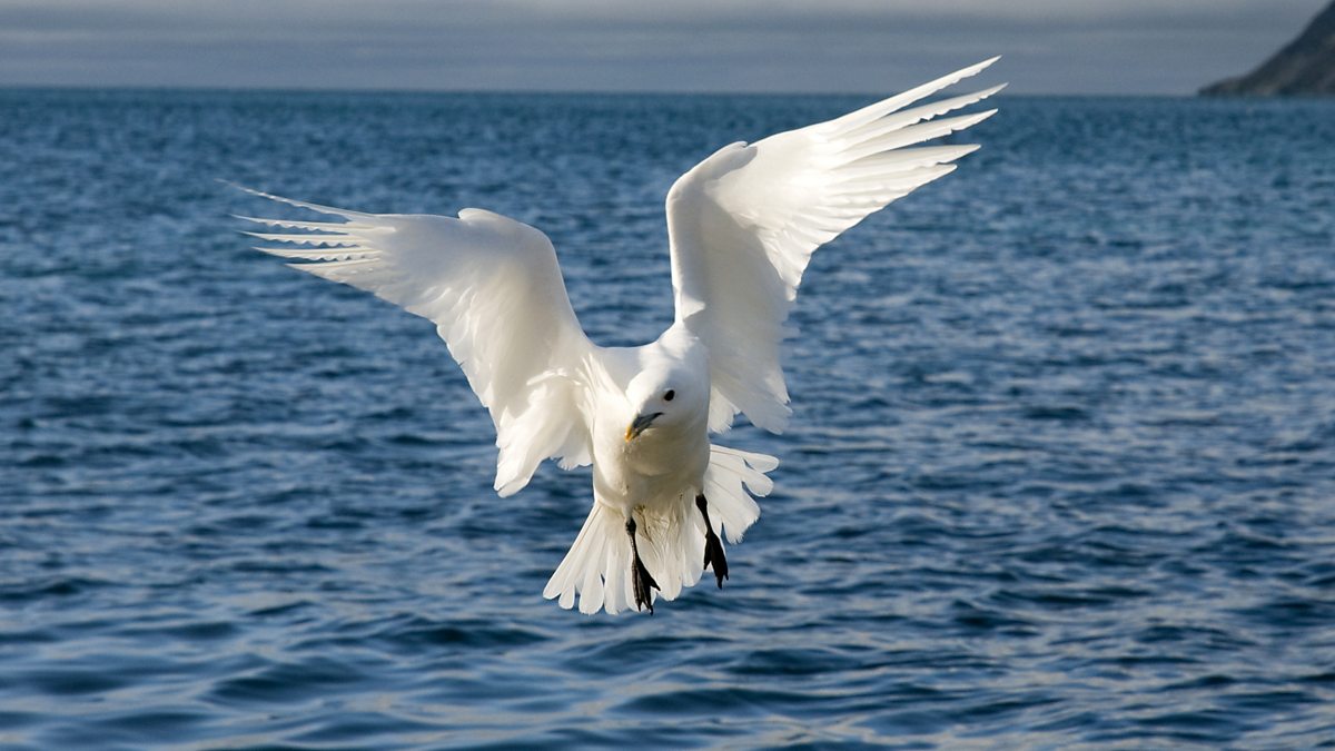 bbc-radio-4-tweet-of-the-day-ivory-gull
