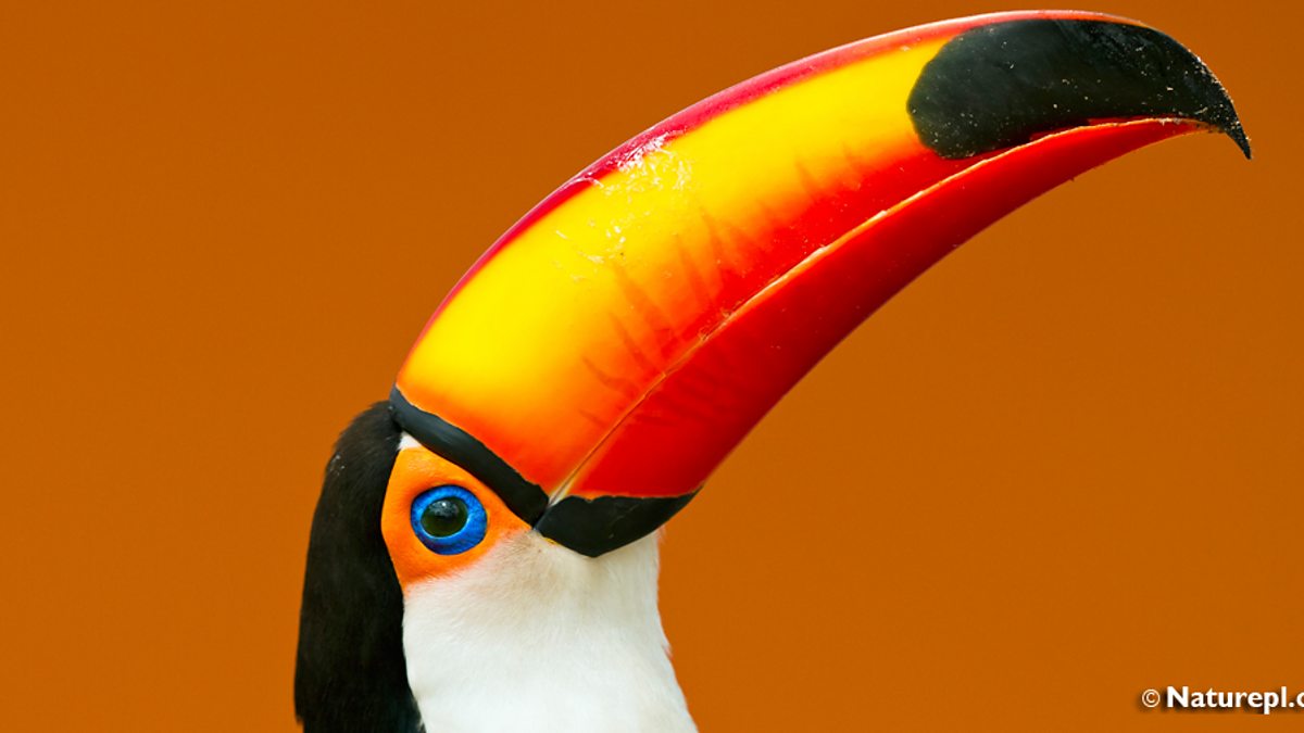 BBC Radio 4 - Tweet of the Day, Toco Tucan, Tweet of the Day: World Birds - November BBC Radio 4 - Tweet of the Day, Toco Tucan... 