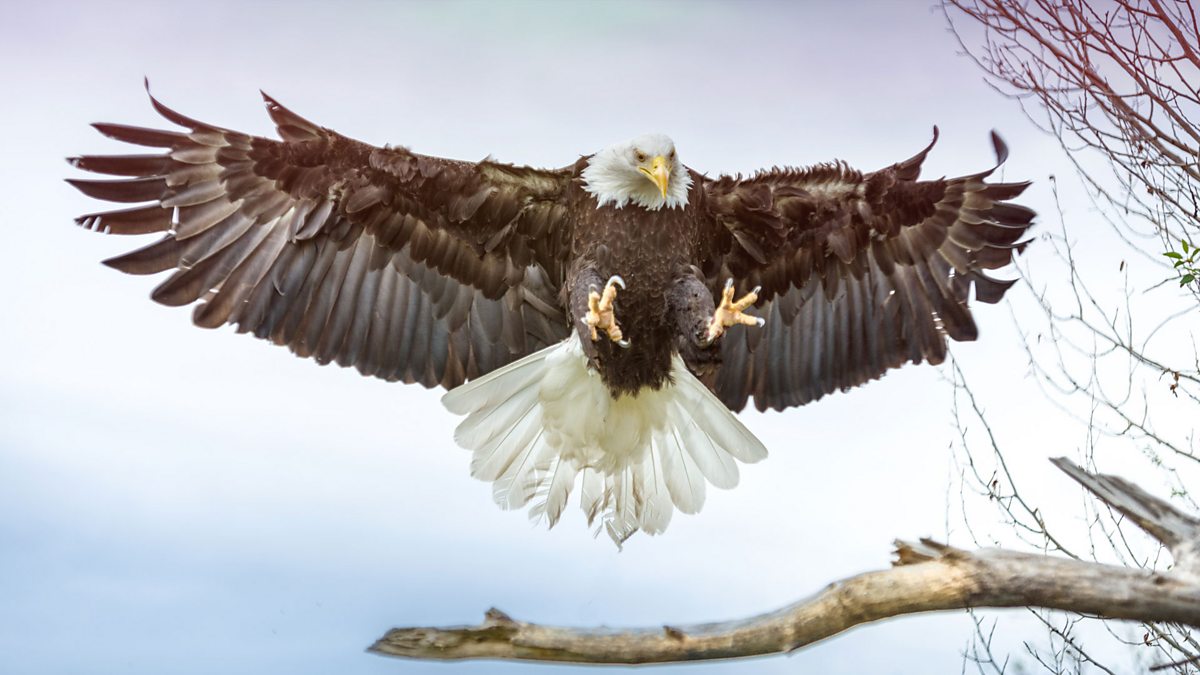 BBC Four - The Wonder of Animals, Birds of Prey