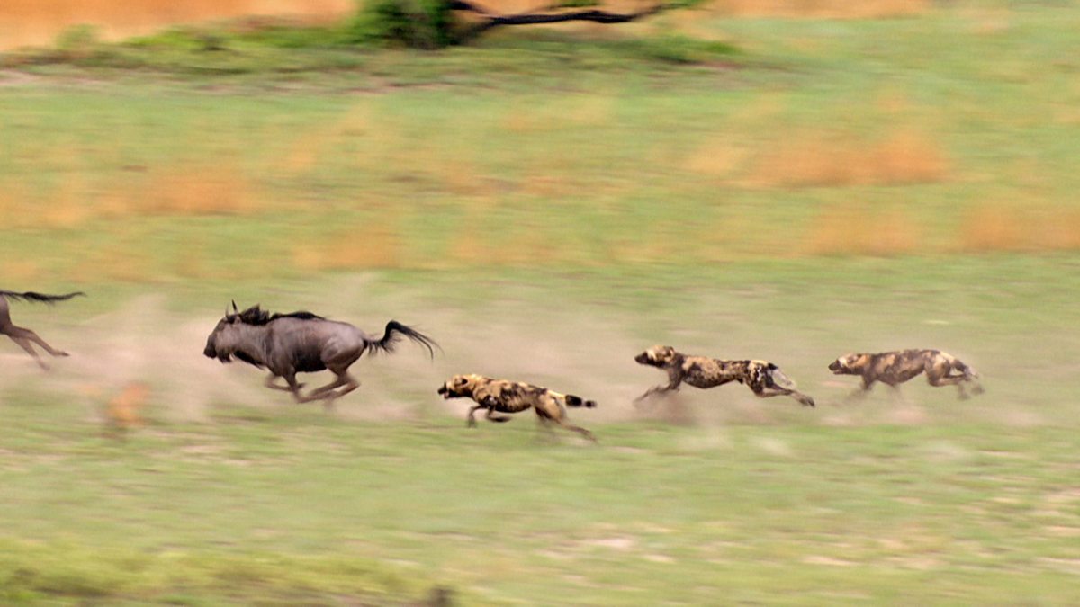 african wild dog hunting wildebeest