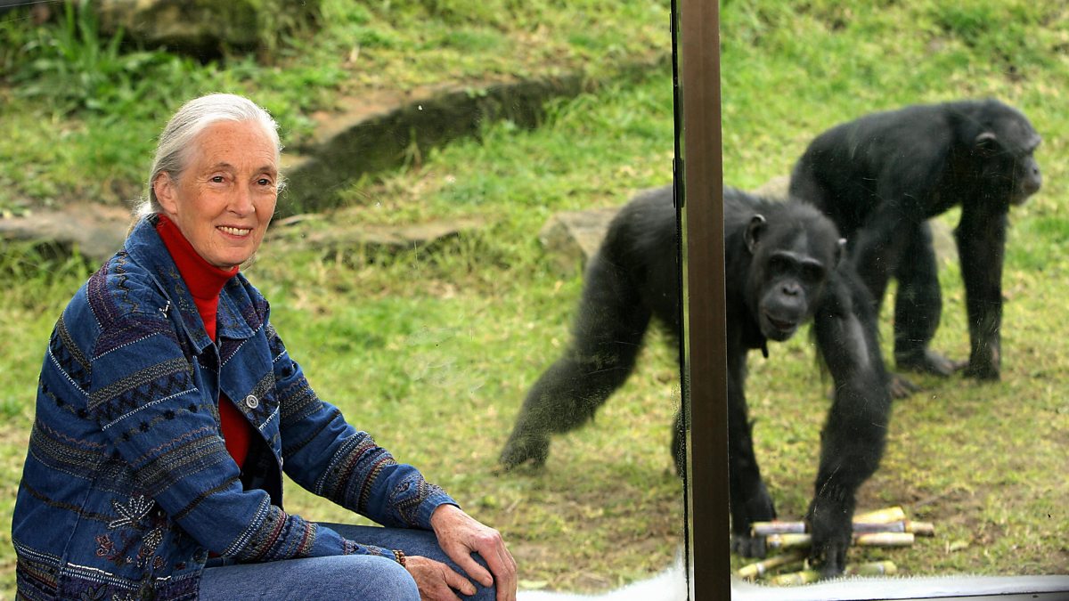 jane goodall chimpanzee documentary