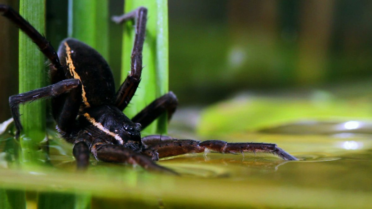 BBC Four Spider House, Online exclusive Britain's Biggest Spider