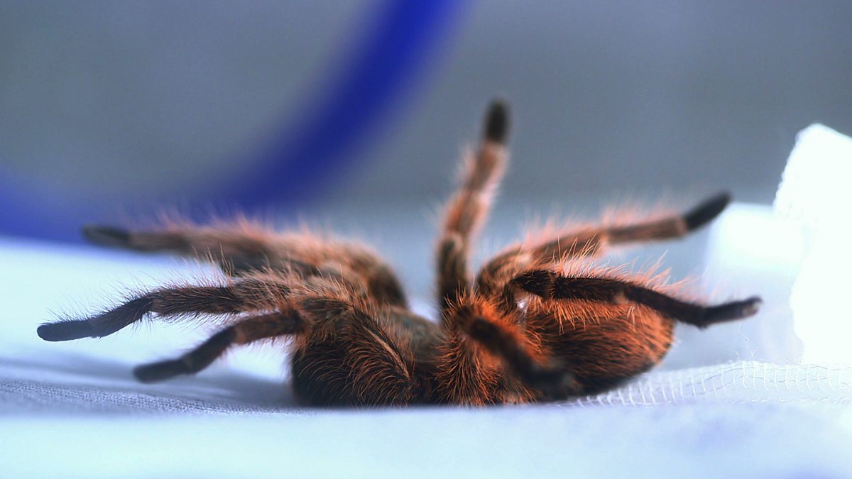 BBC Four Spider House, Online exclusive Why do spiders stop and stare?