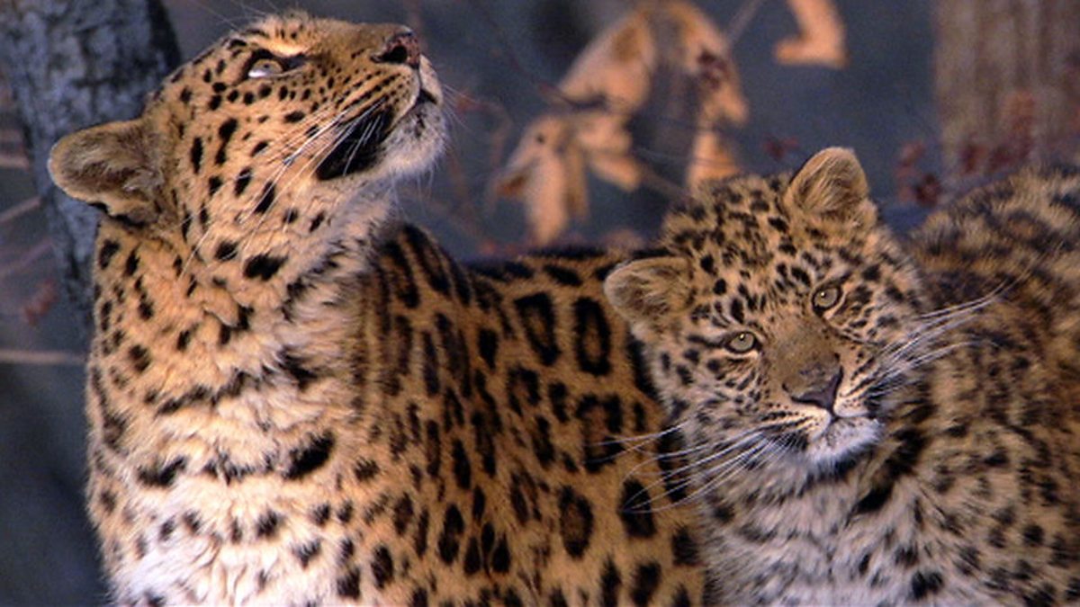 BBC One Planet Earth Seasonal Forests Amur Leopards