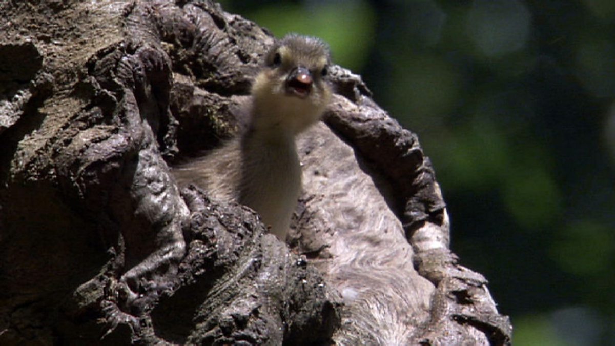 Bbc One Planet Earth Seasonal Forests Mandarin Duck Dive