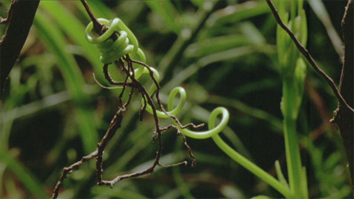 BBC One - Planet Earth, Jungles, Jungle regeneration