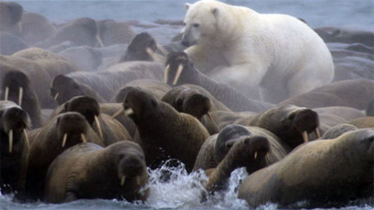 BBC One - Planet Earth, Ice Worlds, Polar bear walrus hunt