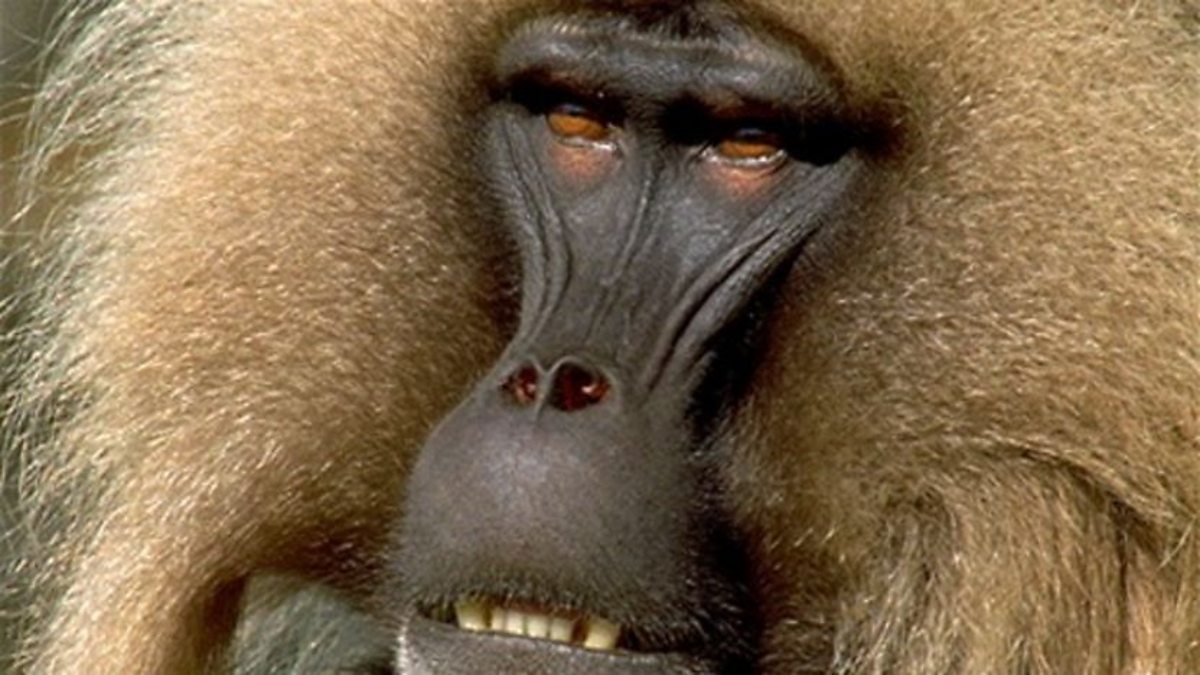 Привет я бабуин я как человек. Павиан Гелада. Гелада обезьяна. Гелада Бабун. Павиан Бабуин.
