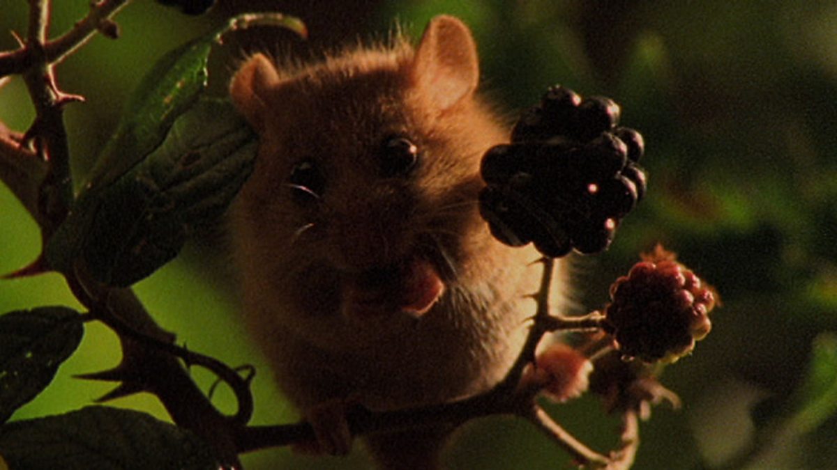 BBC Two Living Britain, AUTUMN, Dormouse hibernation