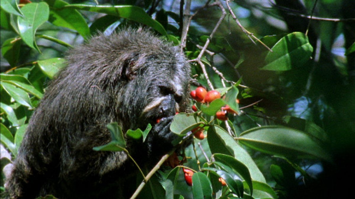 BBC Two - Andes to Amazon, Amazon Jungle, Toxic plants