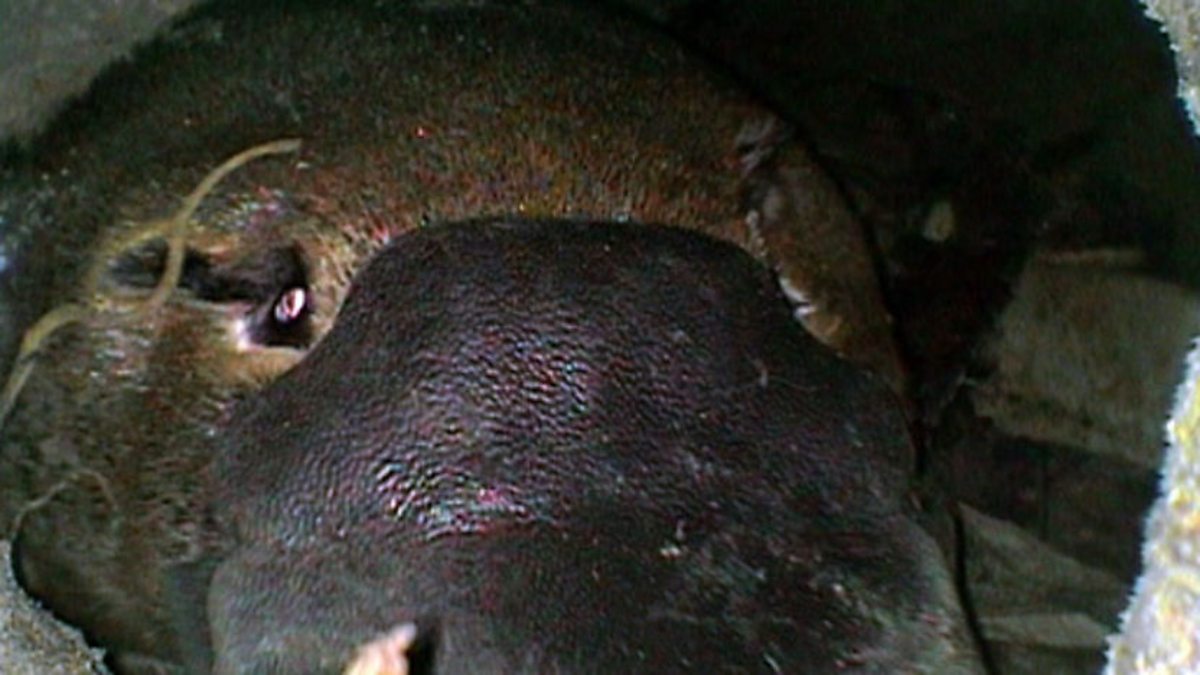 BBC One The Life of Mammals, A Winning Design, Down a platypus burrow