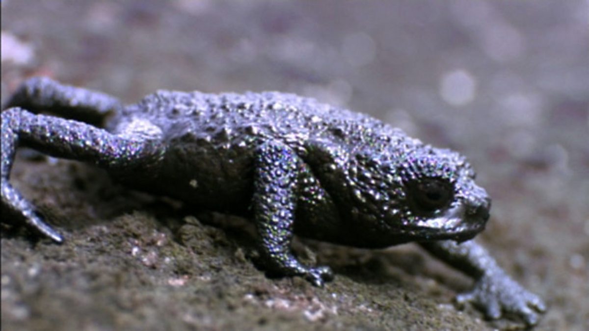 BBC One - Life, Reptiles and Amphibians, Bouncing toads