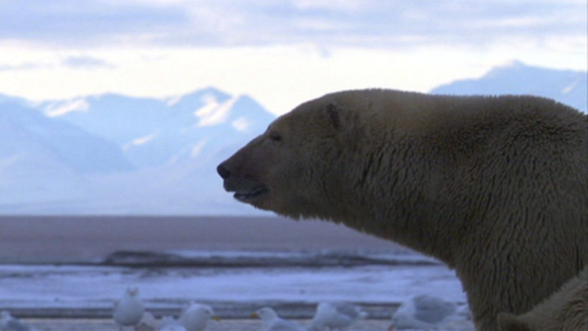 BBC One - Life, Mammals, Polar bear trek