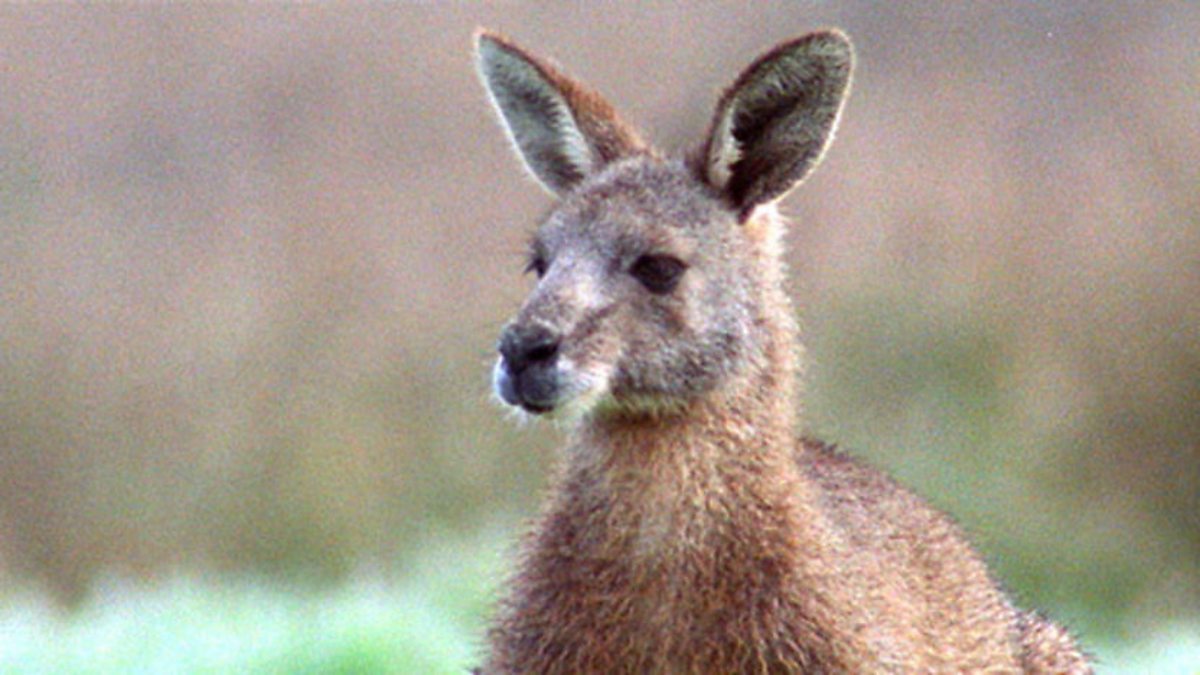 BBC One - The Life of Mammals, A Winning Design, Kangaroo court