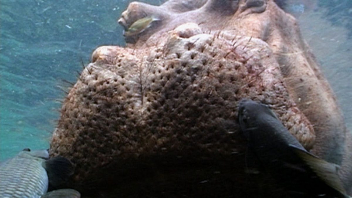 BBC One Life, Fish, Mobile cafeteria