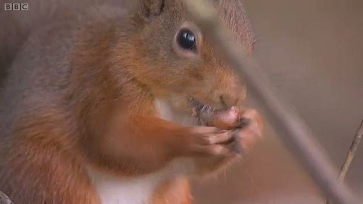 BBC Two - Autumnwatch, 2009, Episode 6, The red squirrels of Cumbria