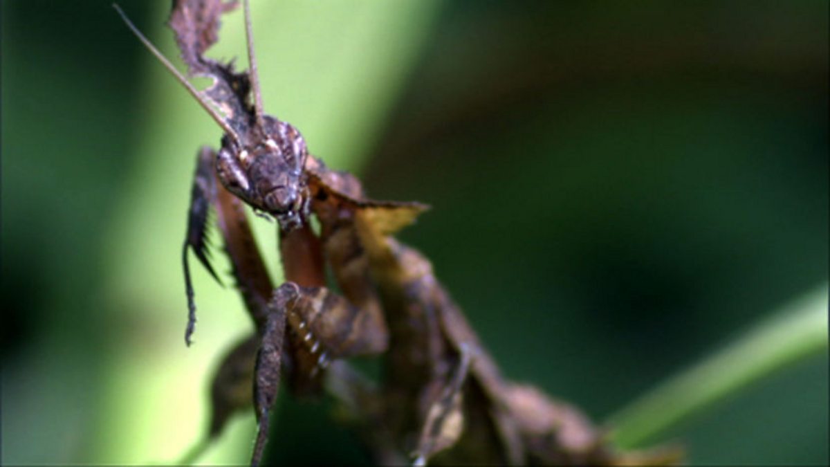 BBC One - Life, Insects, Global Force