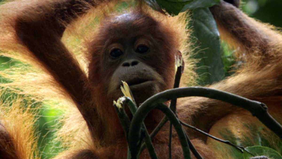 BBC One - Life, Primates, Forest education