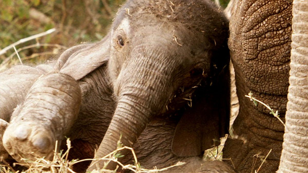 BBC One - The Secret Life of Elephants, Episode 1, Life's a Breeze