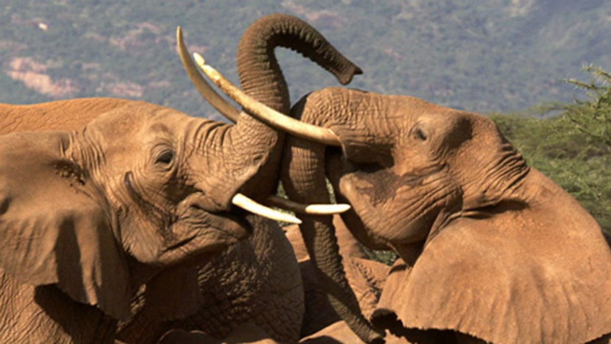 BBC One The Secret Life of Elephants, The Secret Life of Elephants