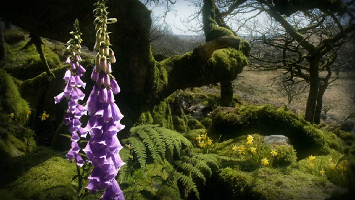 BBC One Life, Plants, Woodland timelapse