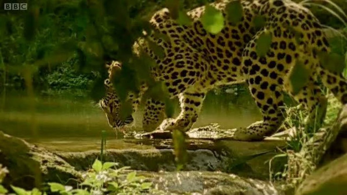 BBC Two - Natural World, 2009-2010, The Secret Leopards, Perfect predator