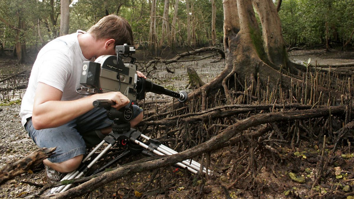 BBC One Life in Cold Blood, The jumping snakes of Singapore