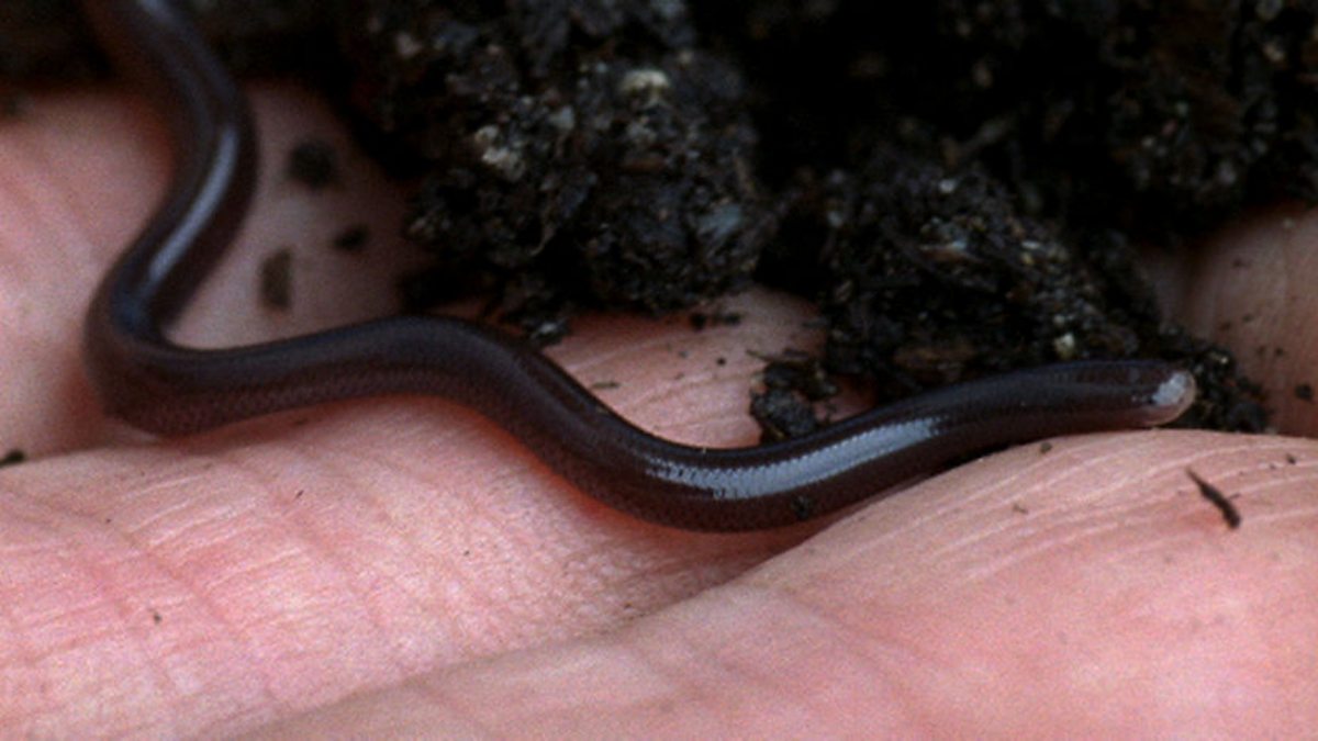 BBC One Life in Cold Blood, Sophisticated Serpents, Snake evolution