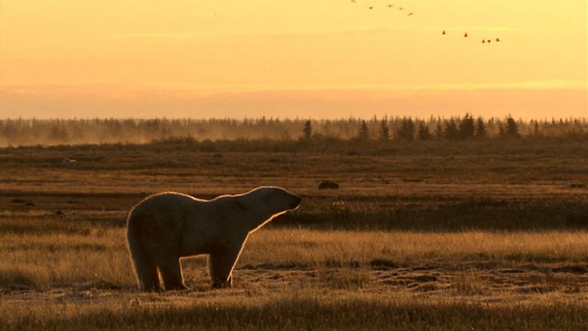 BBC One Frozen Grasseating polar bears