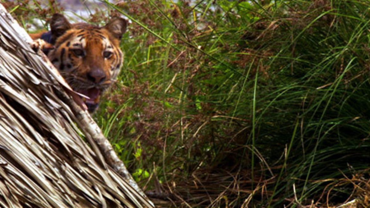 BBC Two - Natural World, 2008-2009, Man-Eating Tigers of the Sundarbans