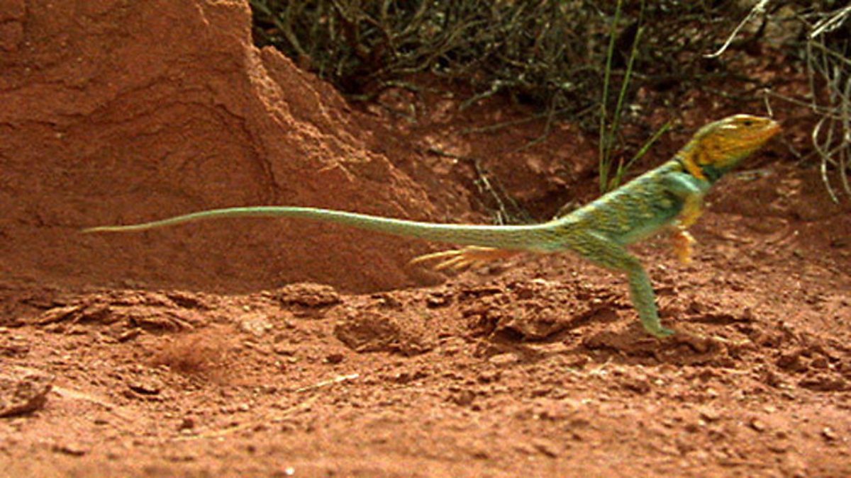 BBC One - Dragons Alive, SMART REPTILES, Nifty footwork