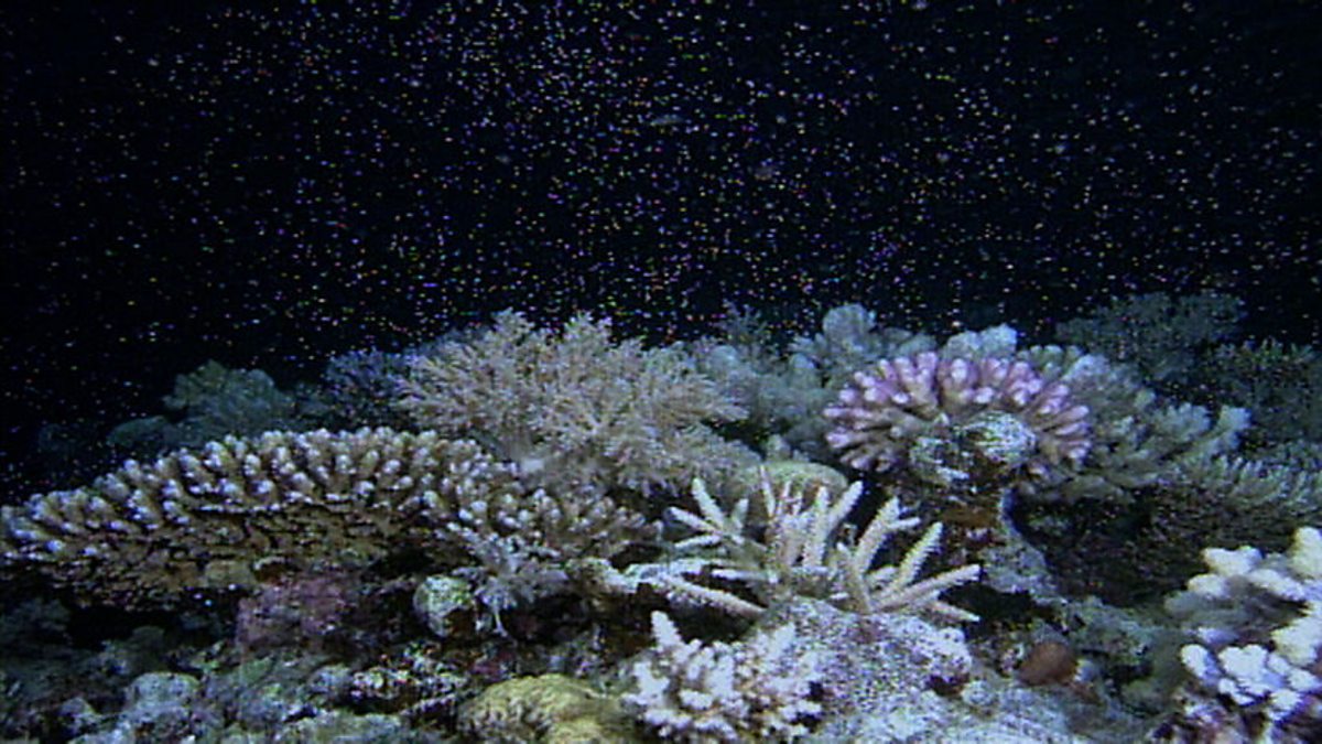 blue planet seas of life coral seas