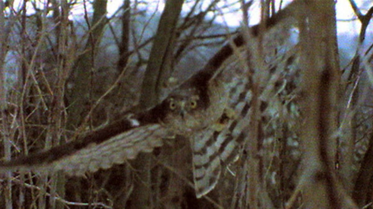 BBC Four The Life of Birds, MeatEaters, Woodland hunters